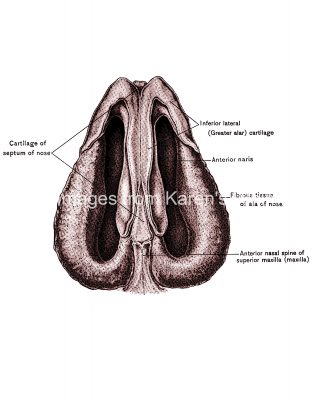 Diagrams Of The Nose 2