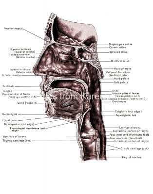 Diagrams Of The Nose 3