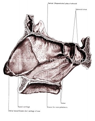 Diagrams Of The Nose 4