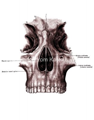 Diagrams Of The Nose 5