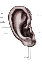 Diagrams of the Ear 1