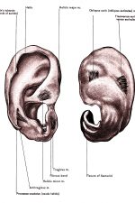Diagrams Of The Ear 11
