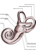 Diagrams Of The Ear 8