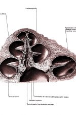 Diagrams Of The Ear 9