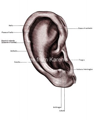 Diagrams of the Ear 1