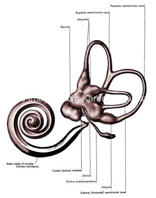 Diagrams Of The Ear 10