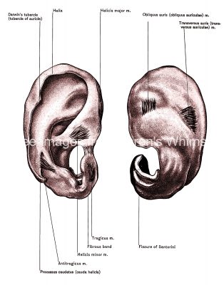 Diagrams Of The Ear 11
