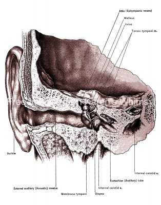 Diagrams of the Ear 2