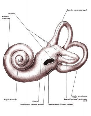 Diagrams Of The Ear 7