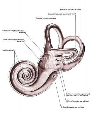 Diagrams Of The Ear 8