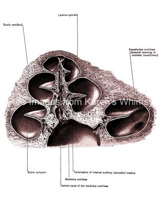 Diagrams Of The Ear 9