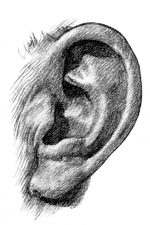 Drawings Of Ears 1