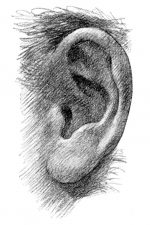Drawings Of Ears 2