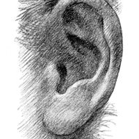Drawings of Ears