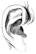 Drawings Of Ears 4