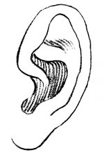 Drawings Of Ears 8