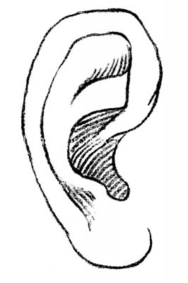Drawings Of Ears 5