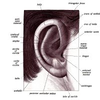 The Anatomy of the Ear