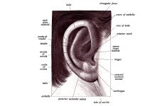 The Anatomy Of The Ear 1