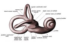 The Anatomy Of The Ear 11