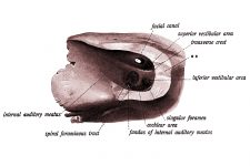 The Anatomy Of The Ear 15