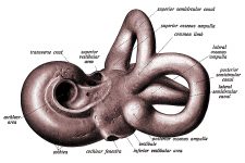 The Anatomy Of The Ear 17