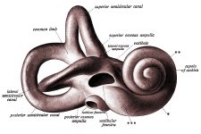 The Anatomy Of The Ear 18