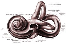 The Anatomy Of The Ear 19