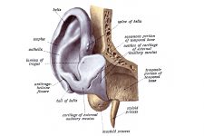The Anatomy Of The Ear 2