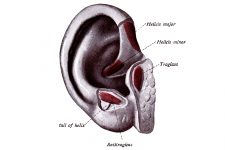 The Anatomy Of The Ear 3