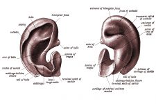 The Anatomy Of The Ear 5