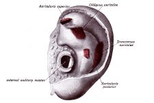 The Anatomy Of The Ear 6