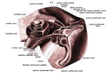 The Anatomy Of The Ear 9