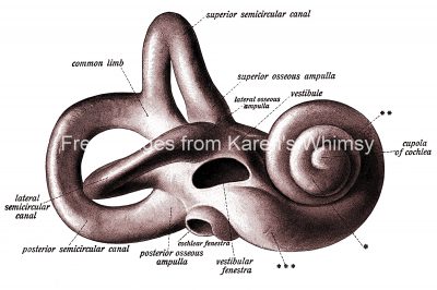 The Anatomy Of The Ear 18