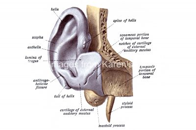 The Anatomy Of The Ear 2
