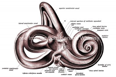 The Anatomy Of The Ear 20