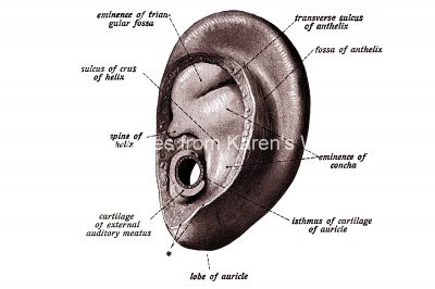 The Anatomy Of The Ear 4