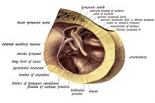 Ear Diagrams 17