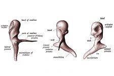Ear Diagrams 8