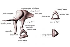 Ear Diagrams 9