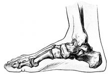 Drawings Of The Foot 1
