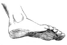 Drawings Of The Foot 11