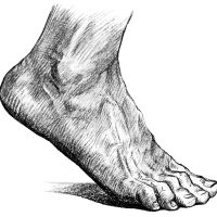 Drawings of the Foot