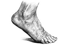 Drawings Of The Foot 6