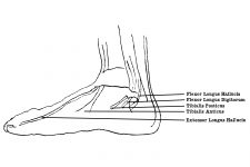 Drawings Of The Foot 7