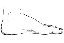Drawings Of The Foot 8