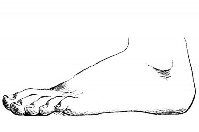 Drawings Of The Foot 12