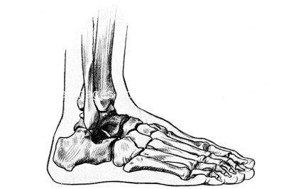 Drawings Of The Foot 2