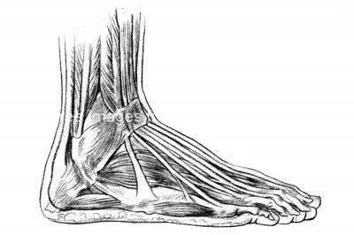 Drawings Of The Foot 3