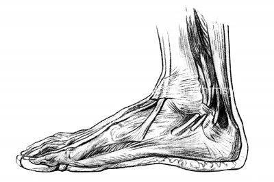 Drawings Of The Foot 4